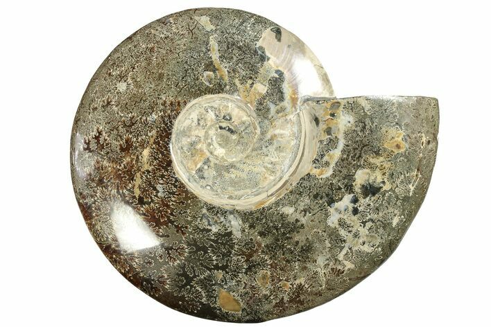 Polished Fossil Ammonite (Cleoniceras) - Madagascar #233750